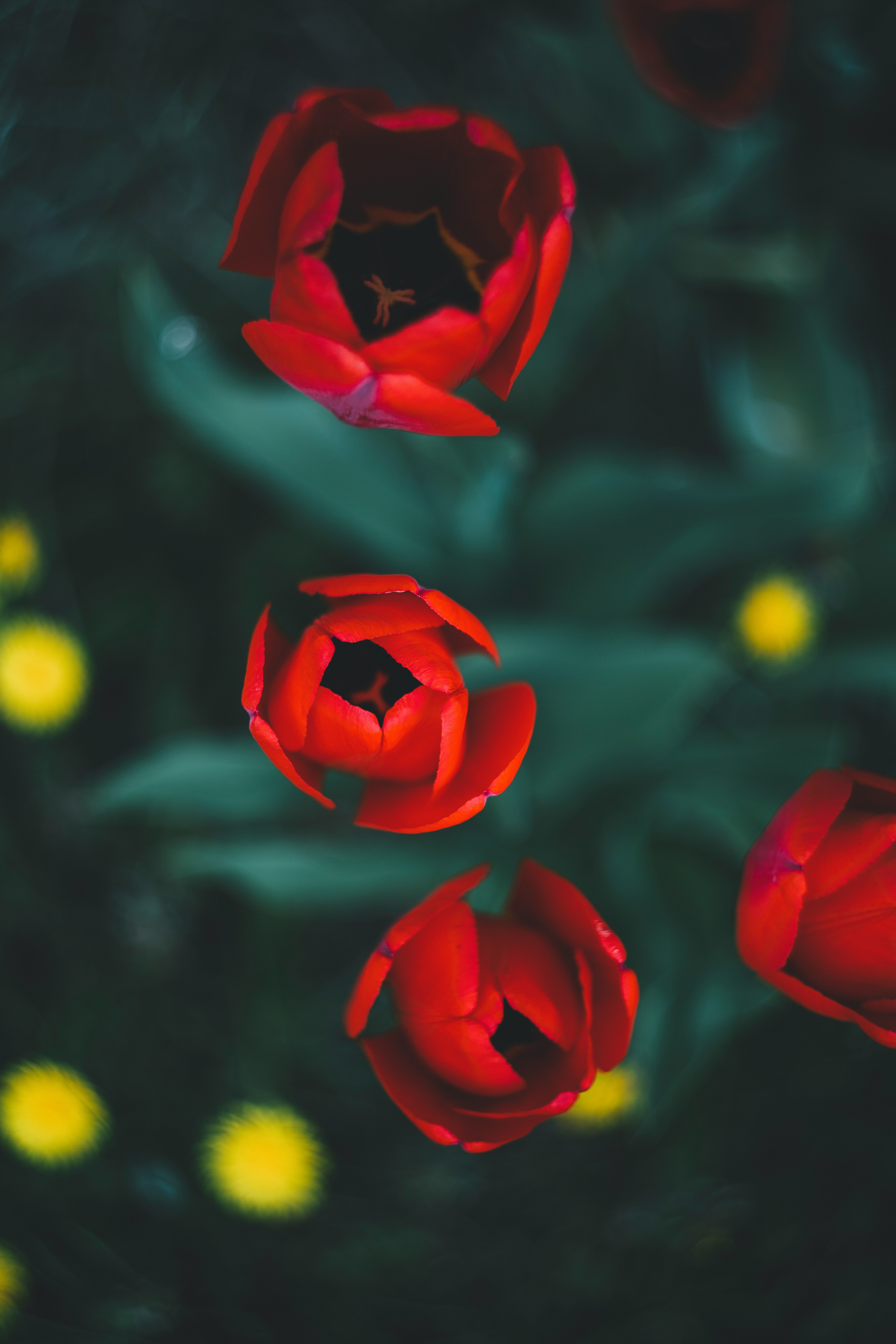 red roses in bloom